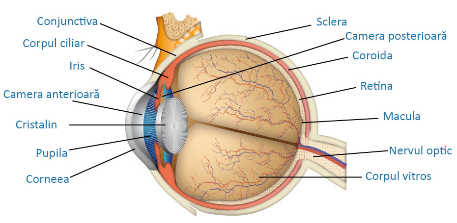Anatomia ochiului uman componente