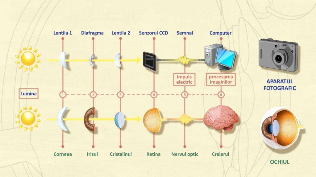 cum functioneaza ochiul
